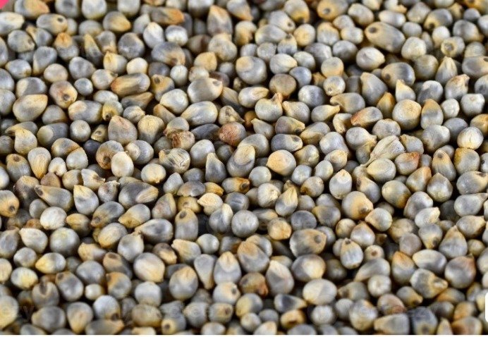Millet (Bajra)